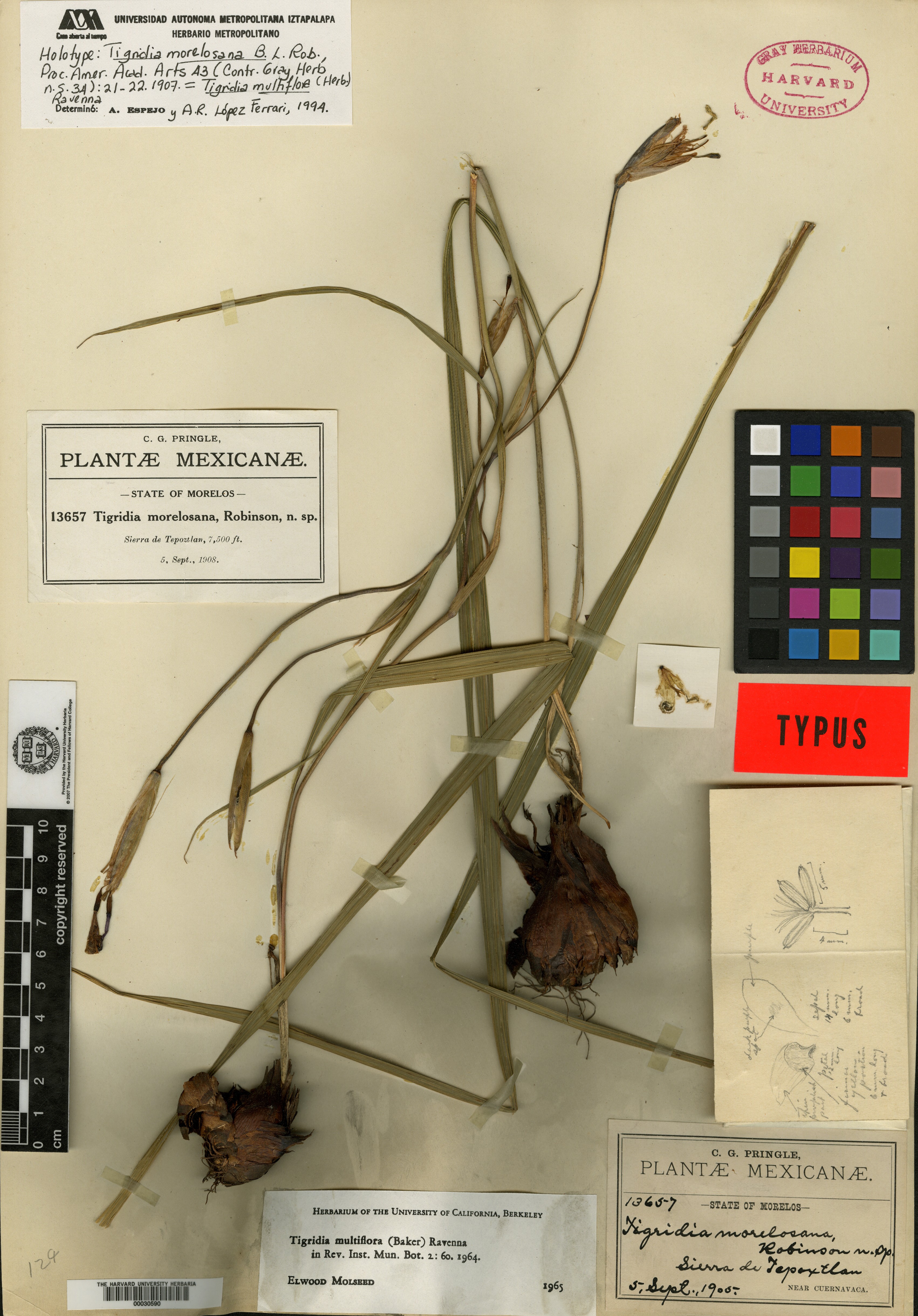 Tigridia multiflora image