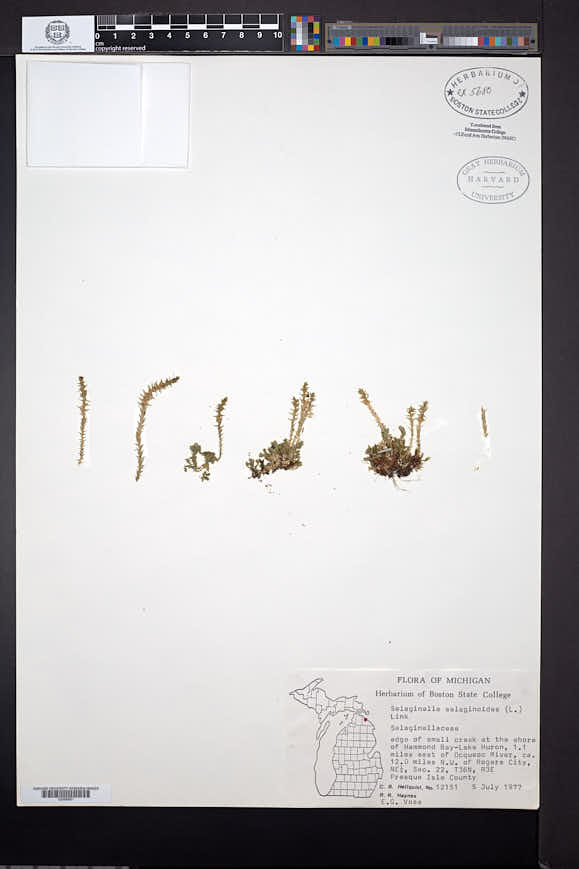 Selaginella selaginoides image