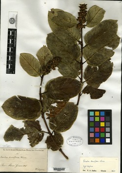 Qualea densiflora image
