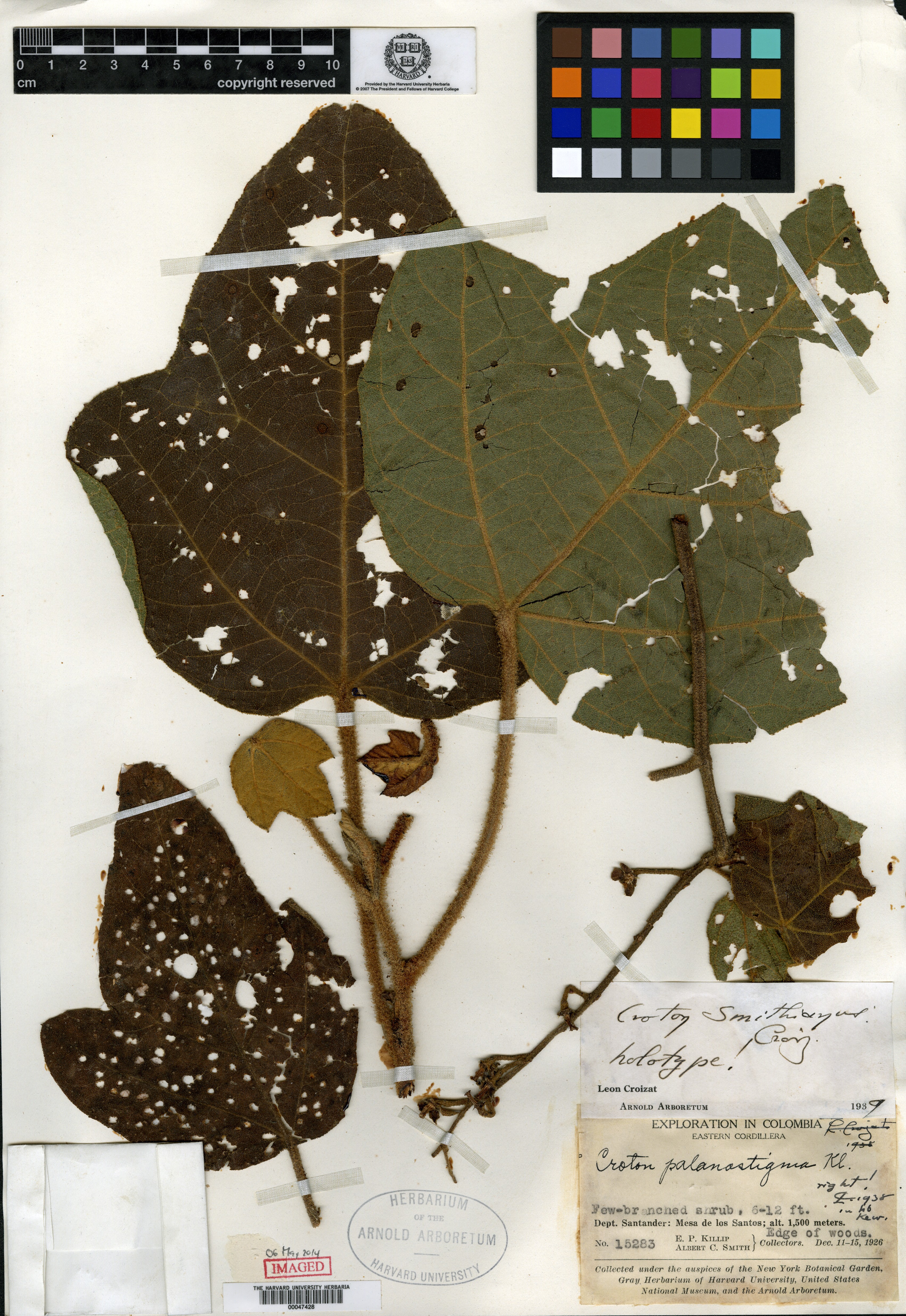 Croton stahelianus image