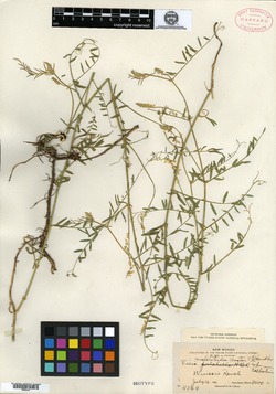 Vicia melilotoides image