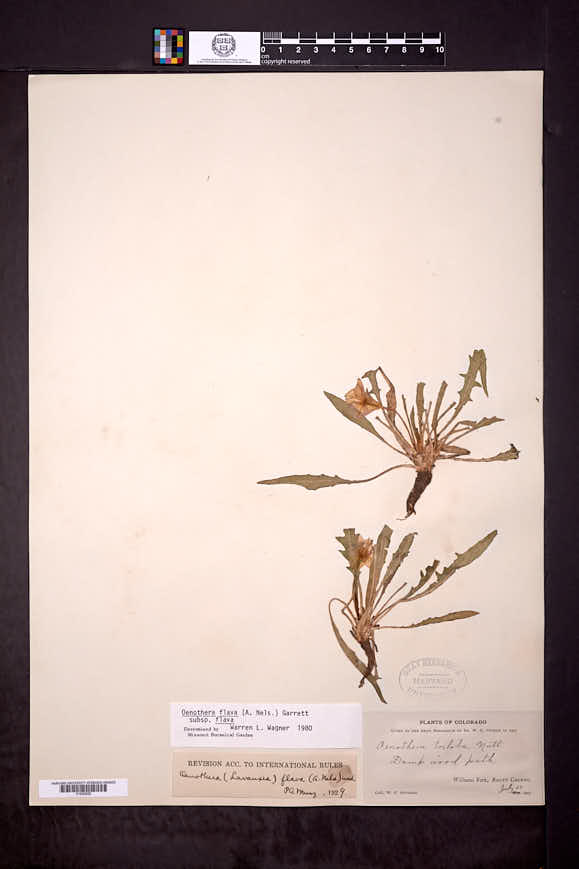 Oenothera flava image