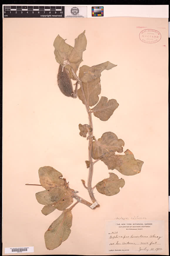 Asclepias californica image