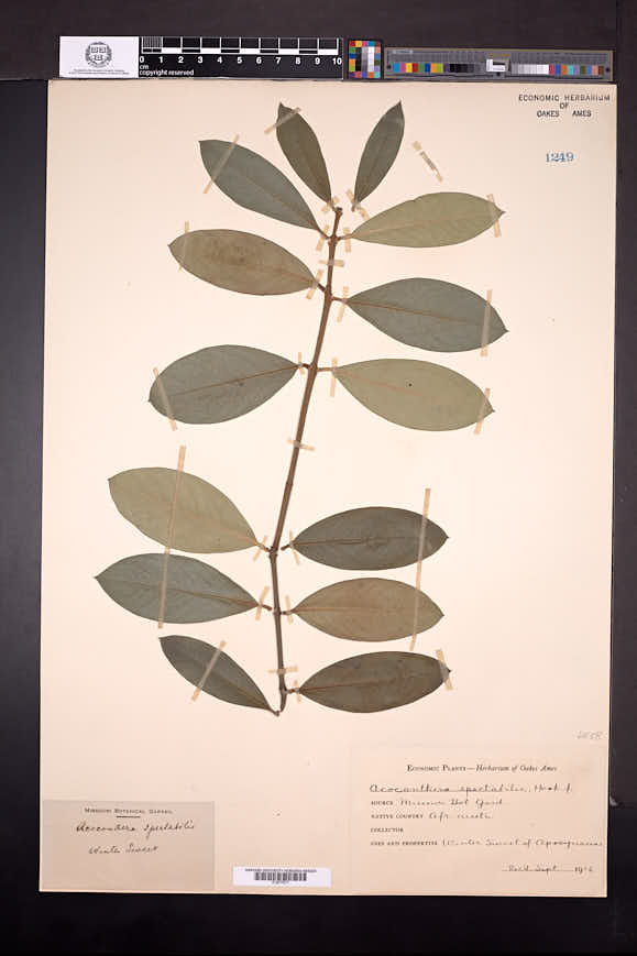 Acokanthera oblongifolia image