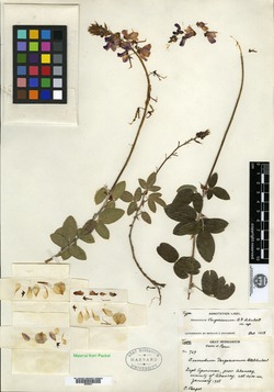 Desmodium vargasianum image
