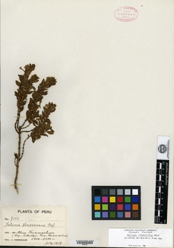 Clinopodium loesenerianum image