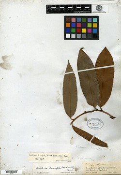 Ecclinusa lancifolia image