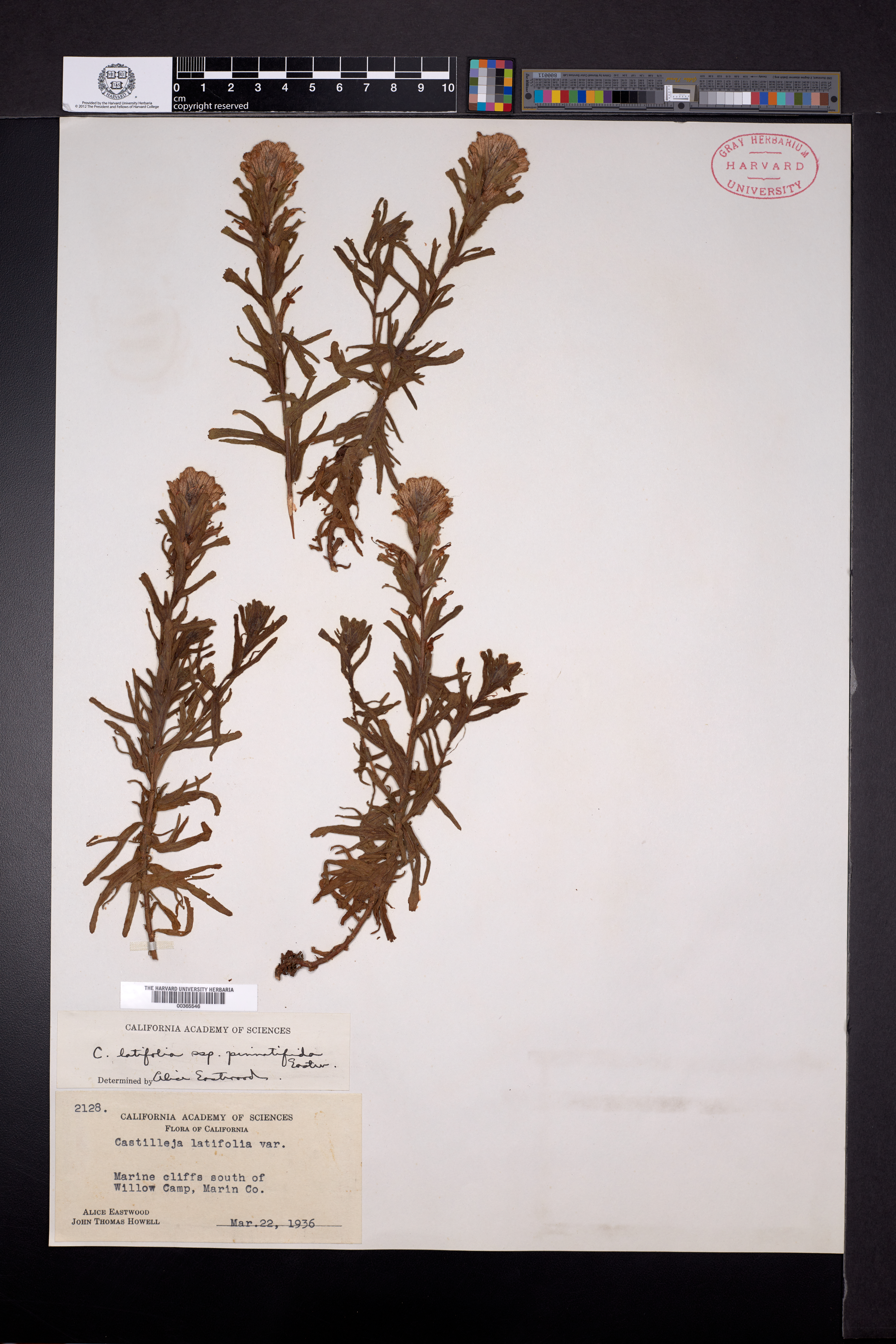 Castilleja latifolia subsp. pinnatifida image