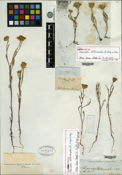 Chaenactis heterocarpha image