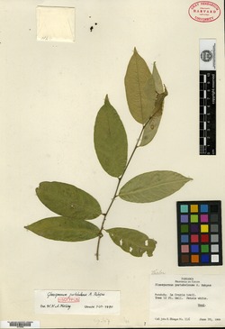 Gloeospermum portobelense image