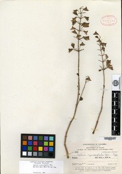 Salvia cyanocephala image