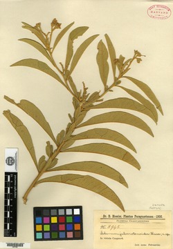Solanum julocrotonoides image