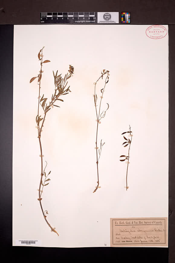Astragalus aboriginum image