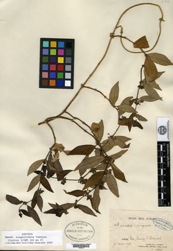 Manettia congestoides image