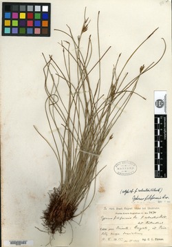 Cyperus filiformis image