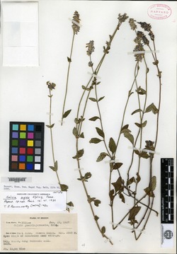 Salvia agnes image
