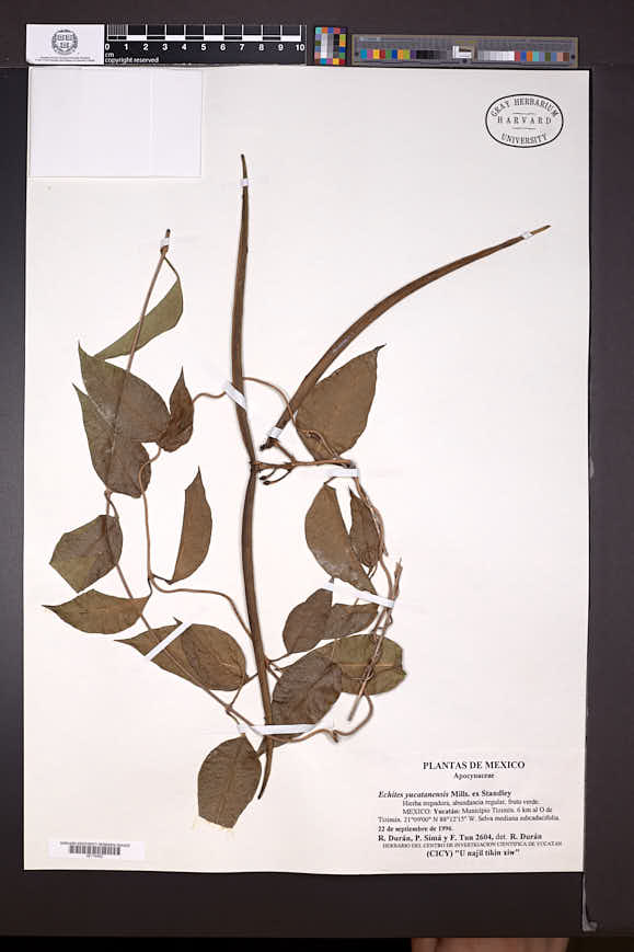 Echites yucatanensis image
