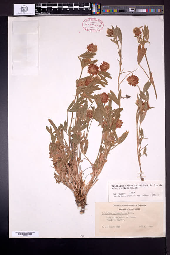 Trifolium eriocephalum image