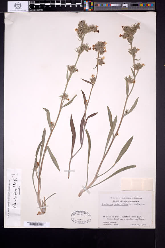 Oreocarya confertiflora image