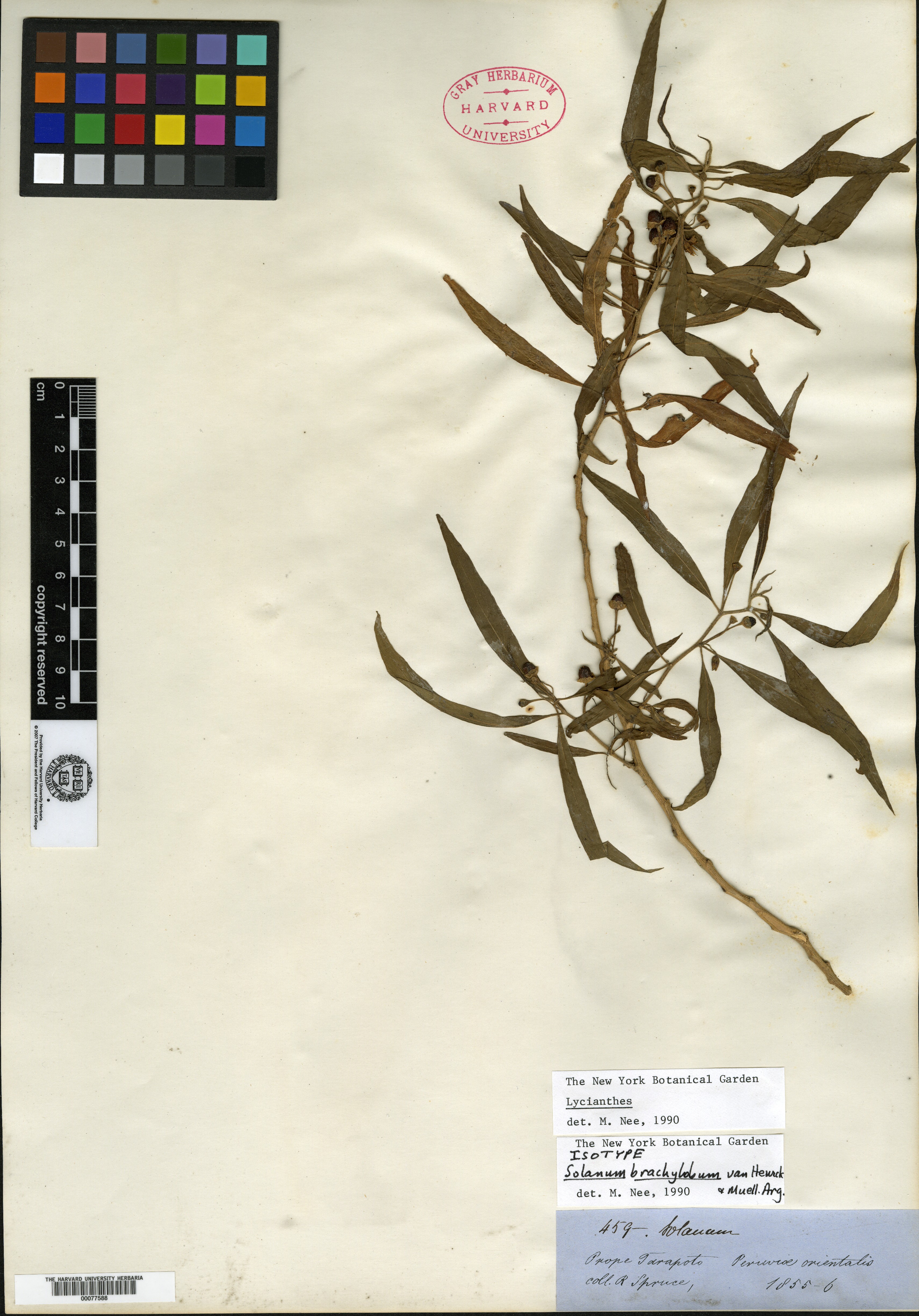 Solanum brachylobum image
