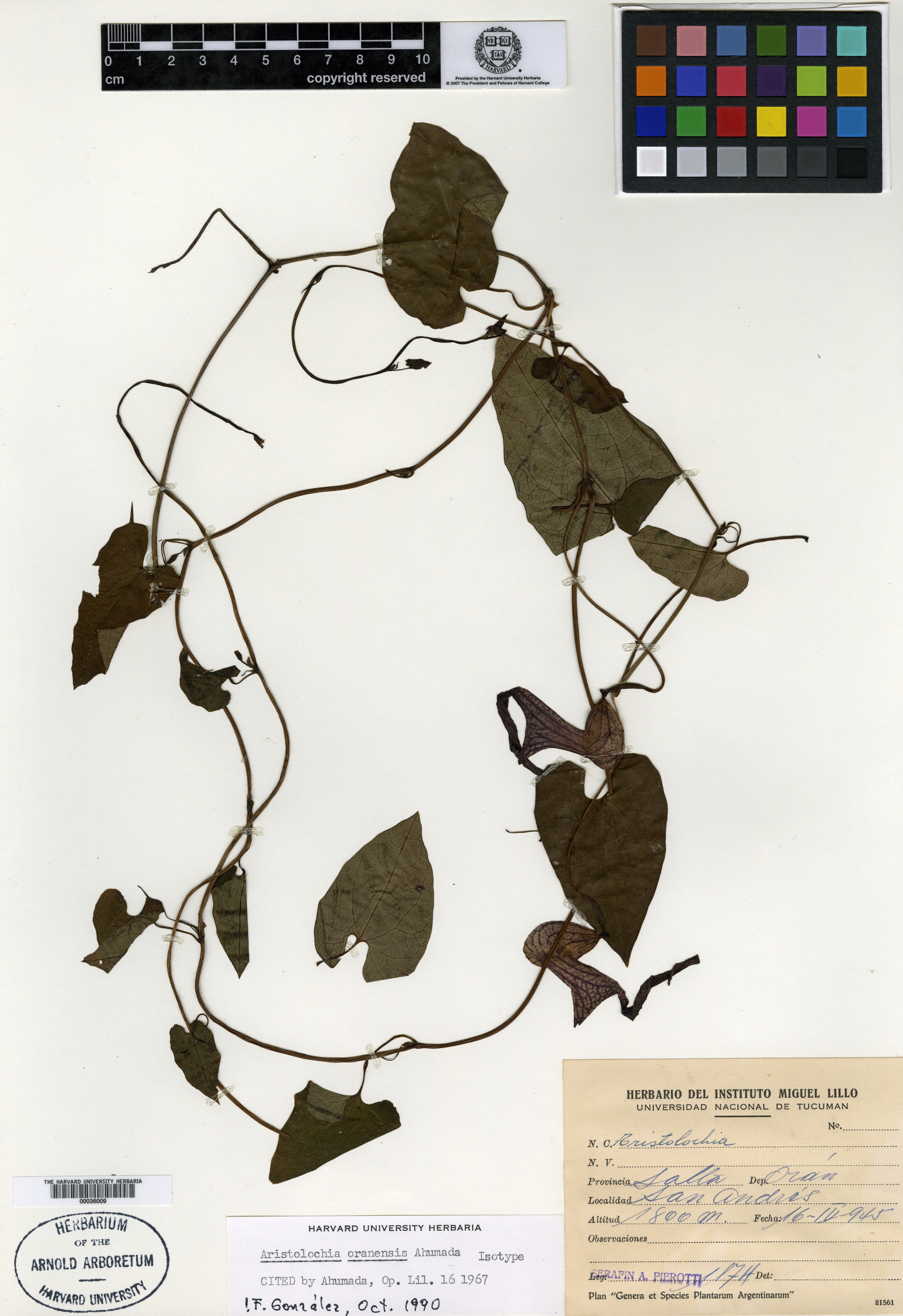 Aristolochia oranensis image