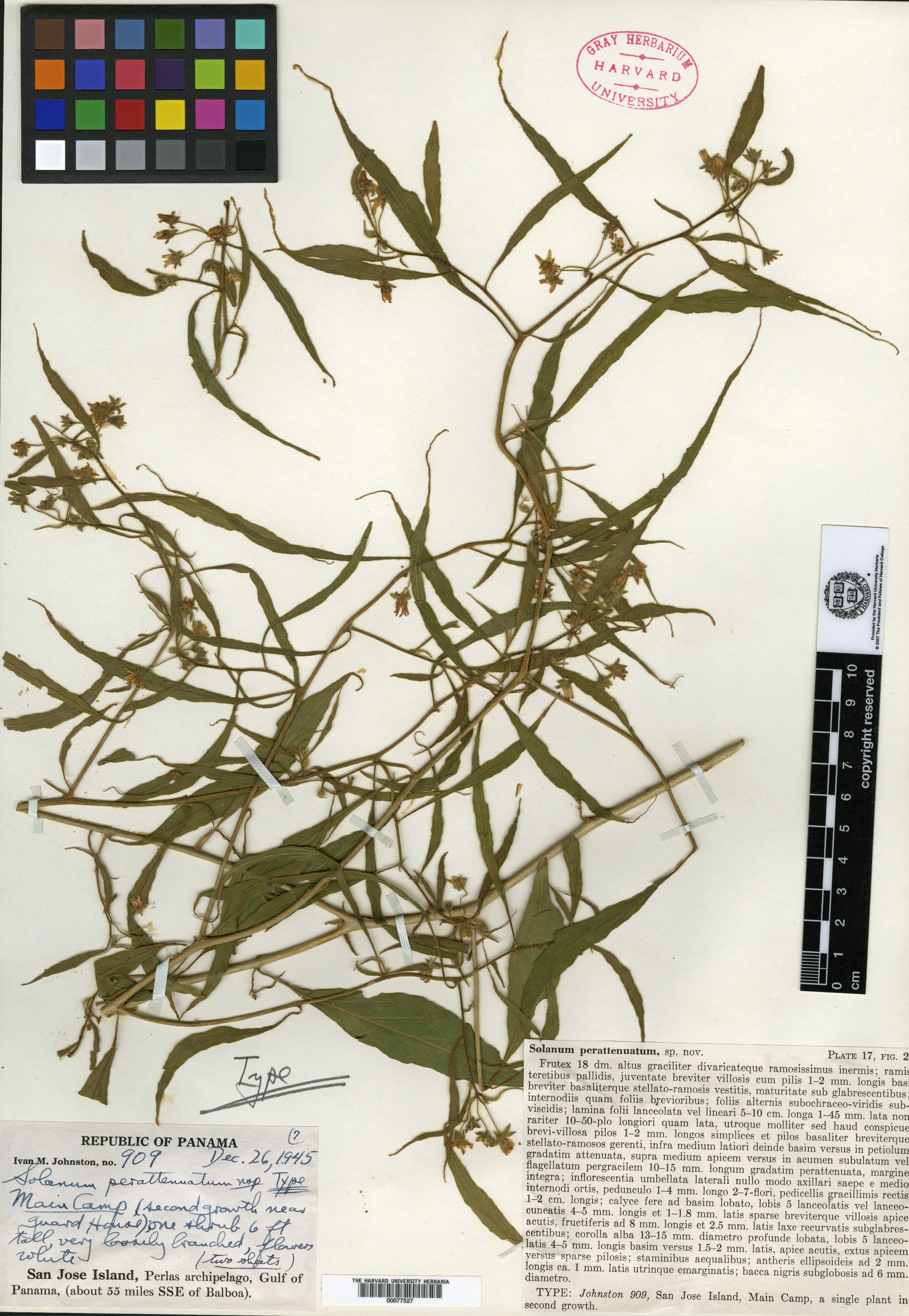 Solanum perattenuatum image