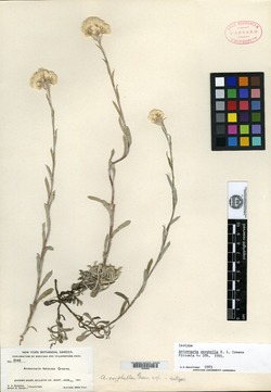 Antennaria oxyphylla image