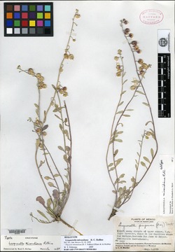 Physaria mirandiana image