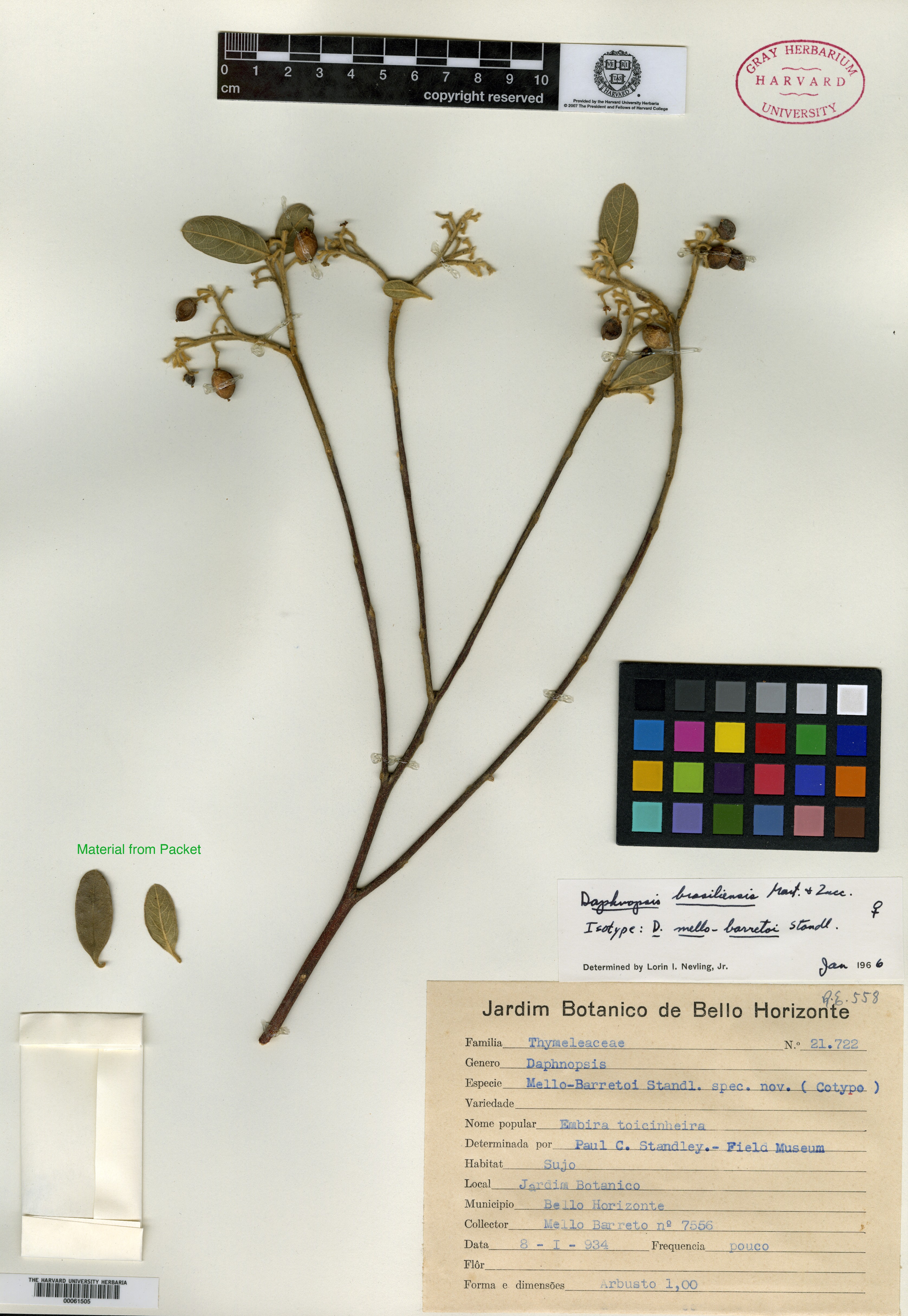 Daphnopsis brasiliensis image