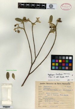 Daphnopsis brasiliensis image