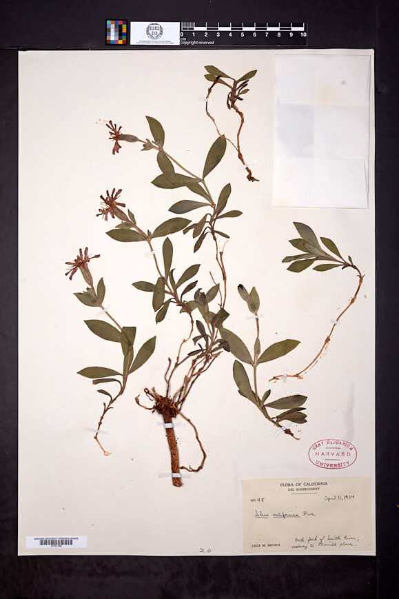 Silene hookeri subsp. serpentinicola image
