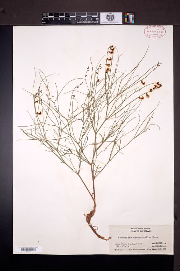 Astragalus diversifolius image