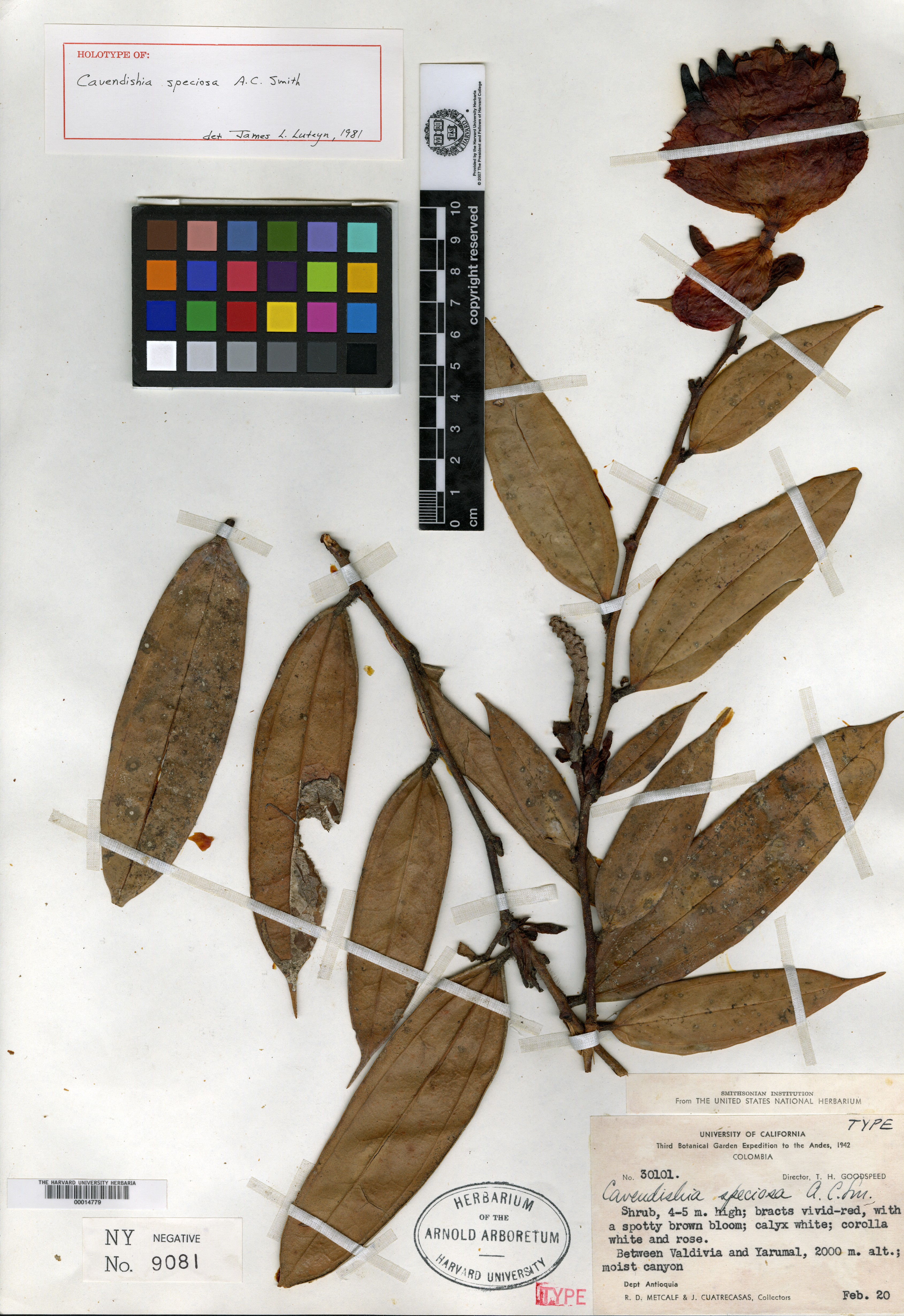 Agapetes angulata image
