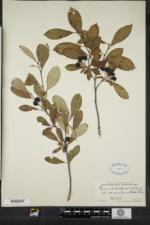 Aronia × prunifolia image