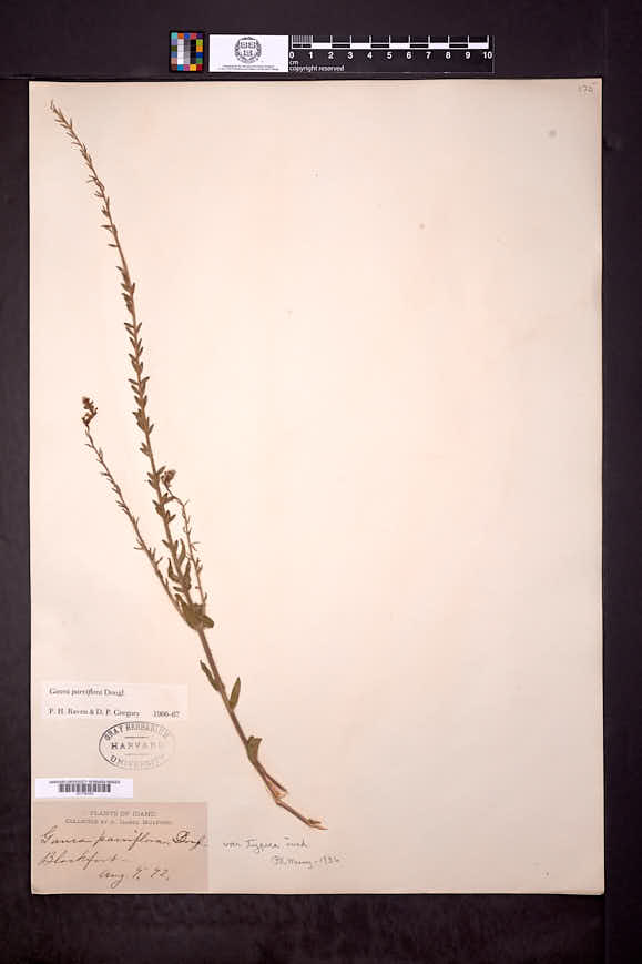 Oenothera curtiflora image