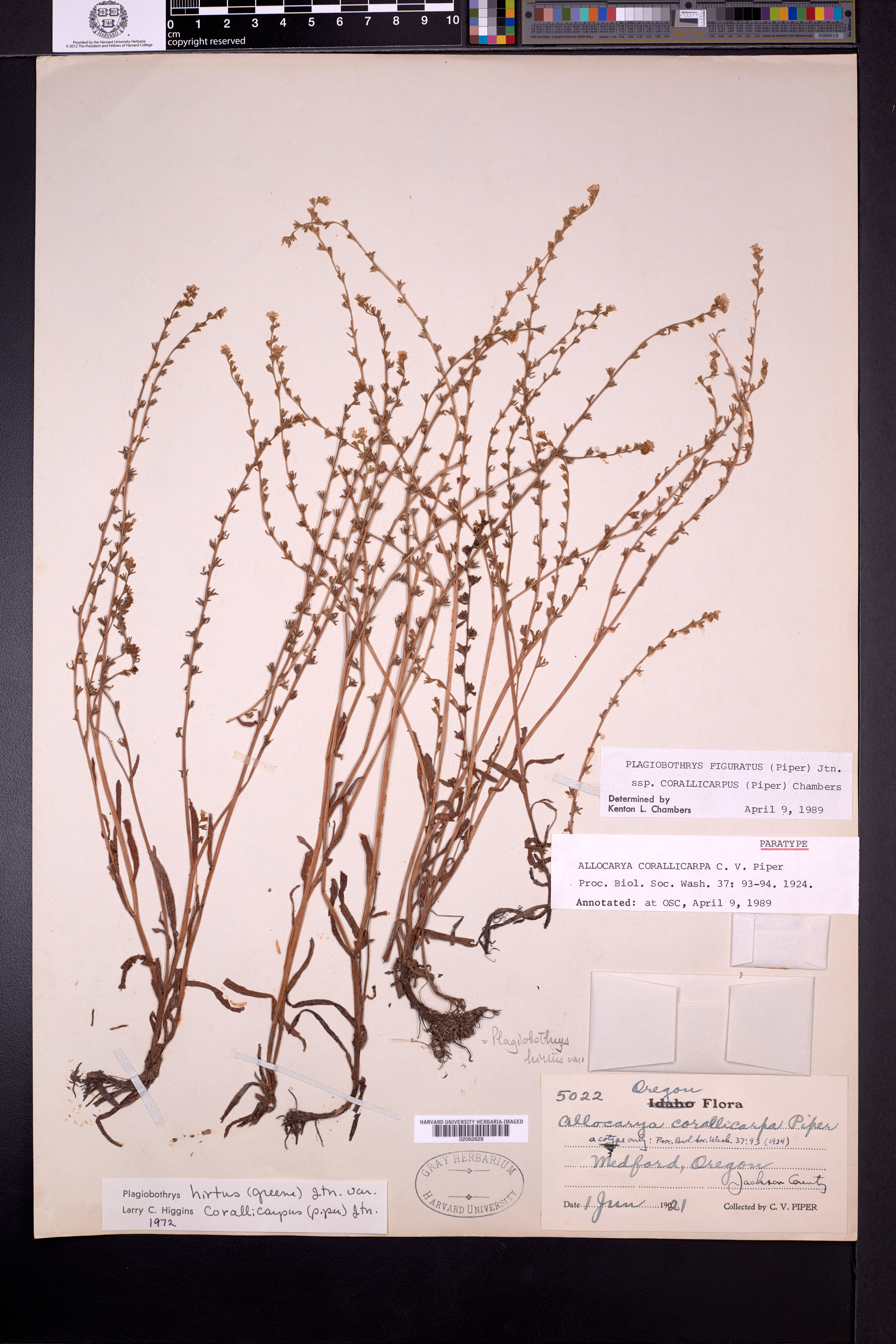 Plagiobothrys figuratus subsp. corallicarpus image