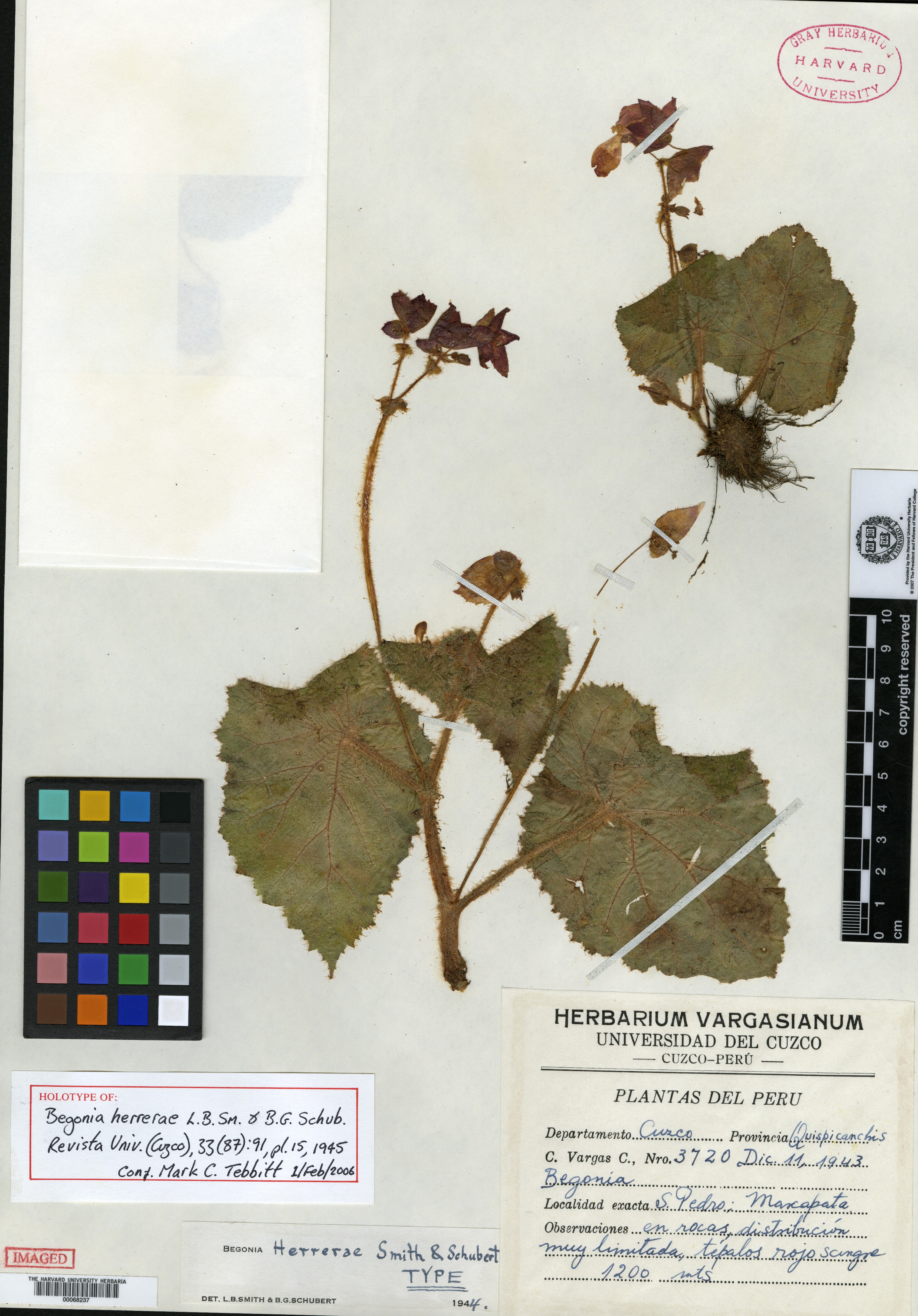 Begonia herrerae image