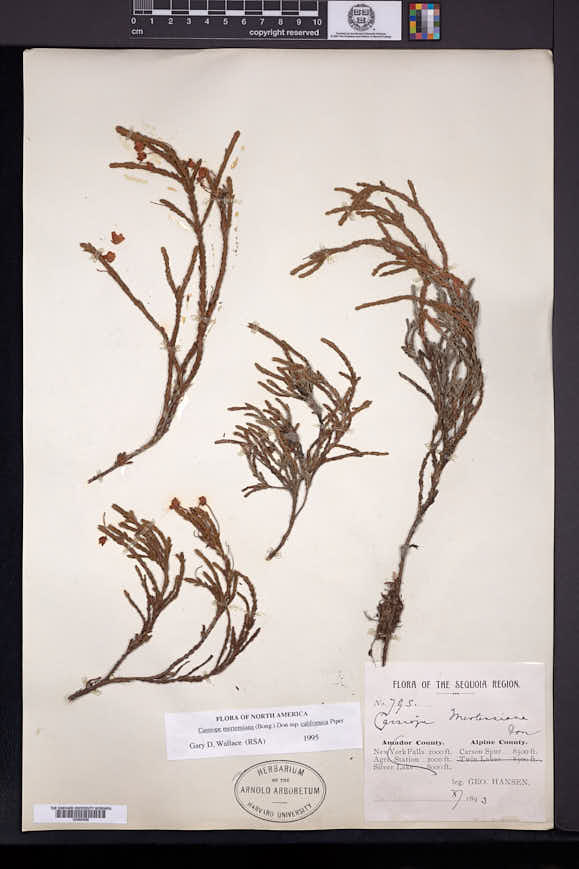 Cassiope mertensiana var. californica image