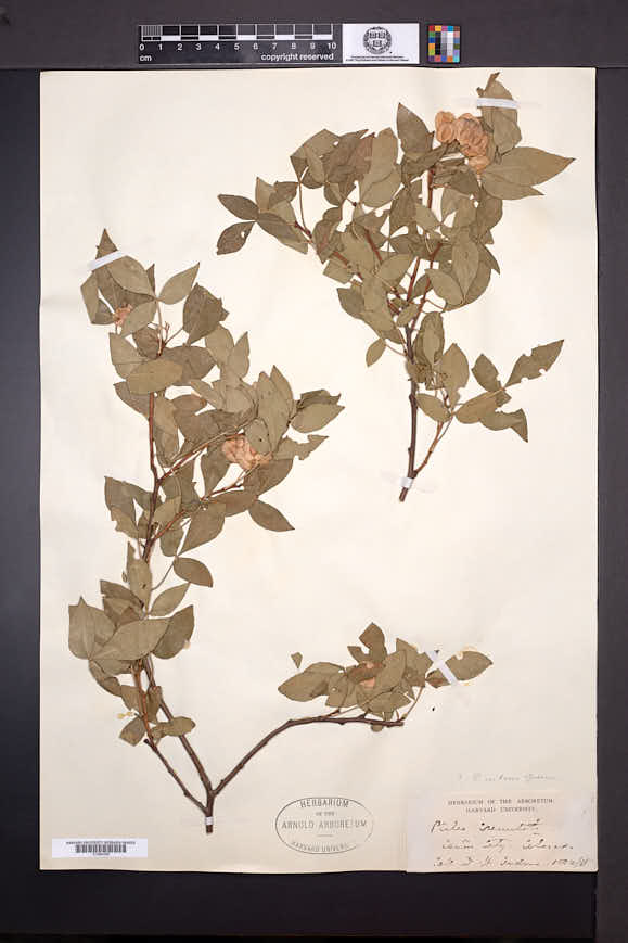 Ptelea trifoliata var. confinis image