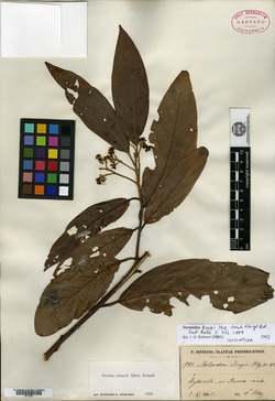 Nectandra krugii image
