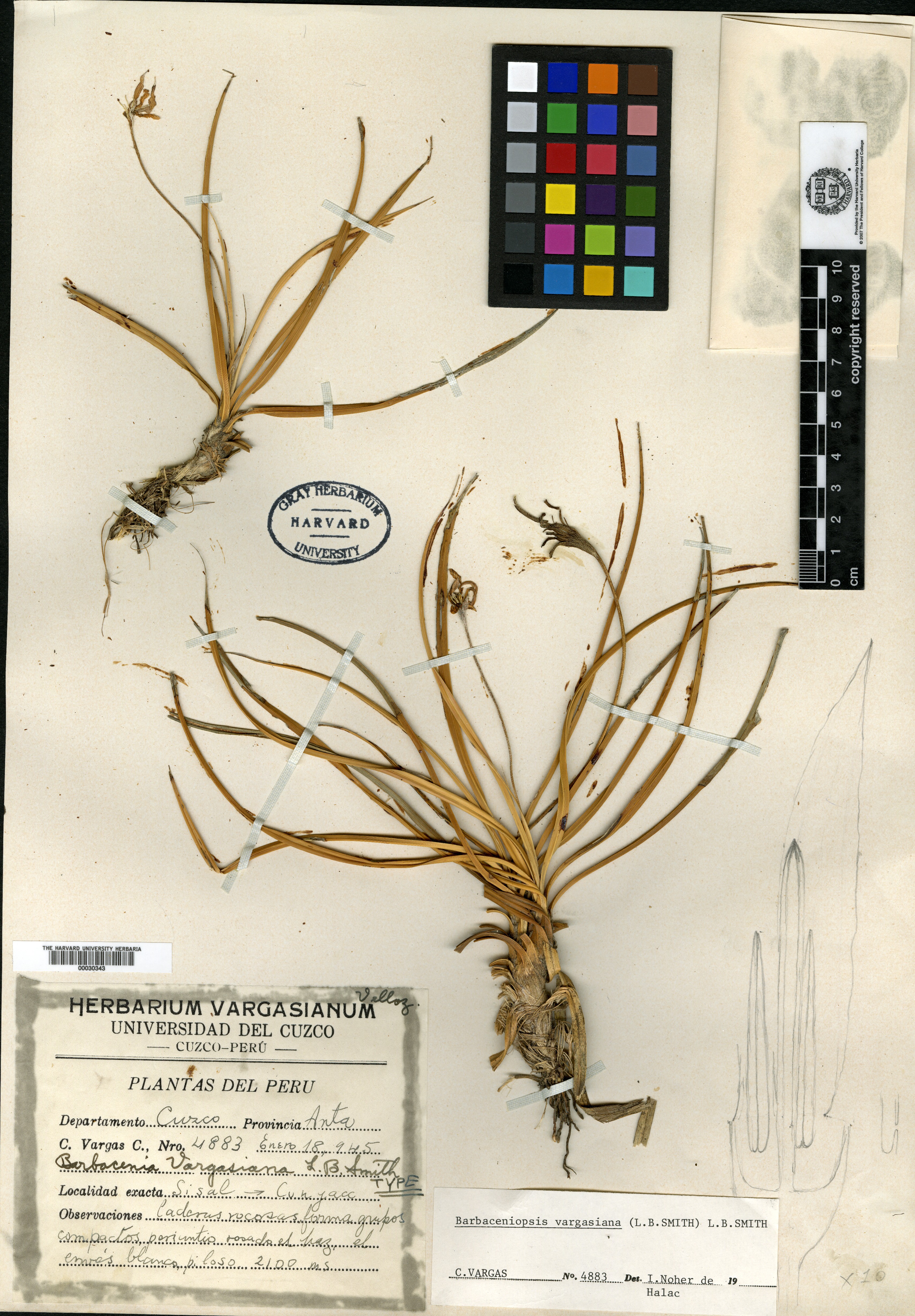 Barbaceniopsis vargasiana image