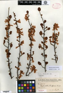 Ruprechtia triflora image
