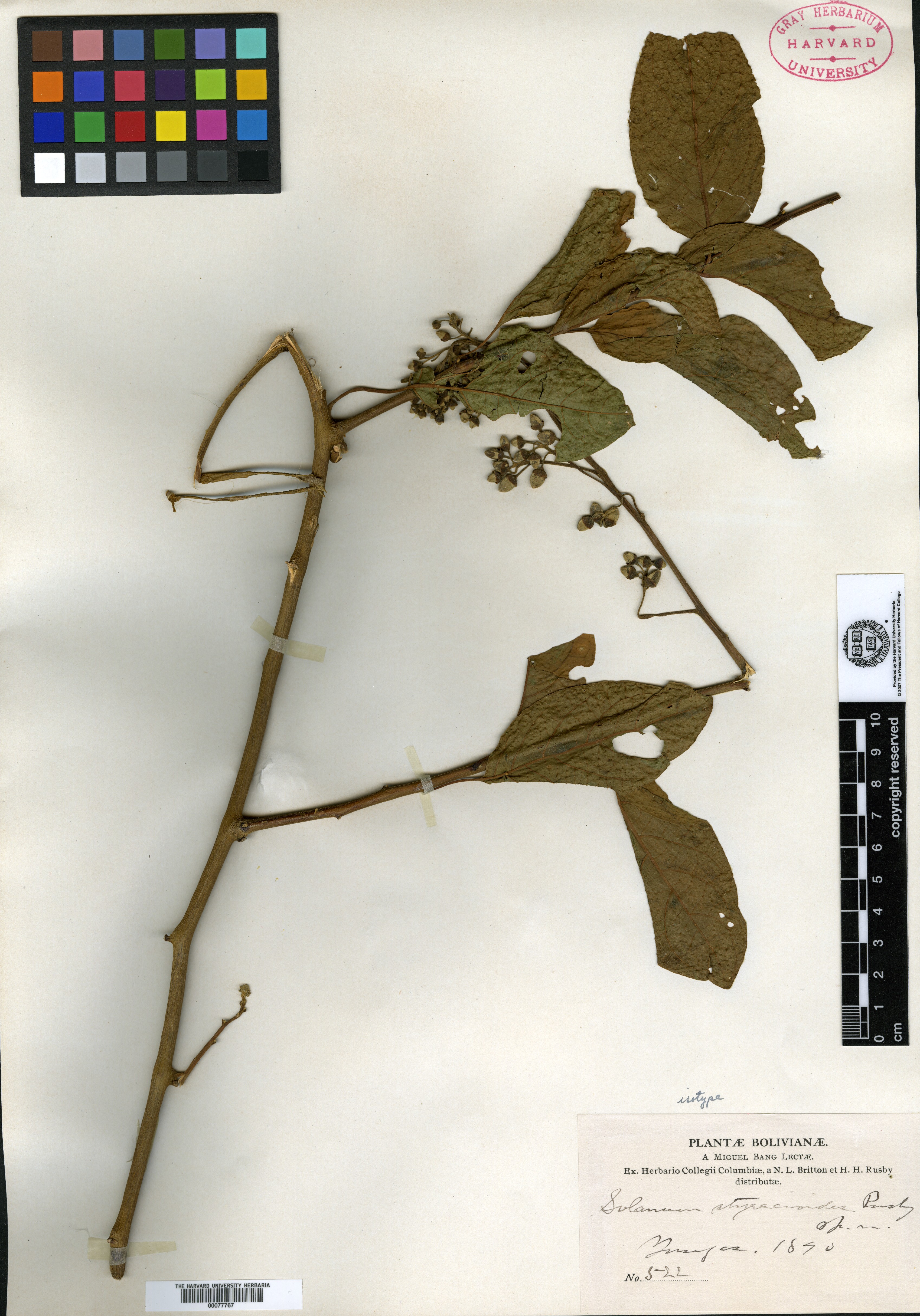 Solanum styracioides image