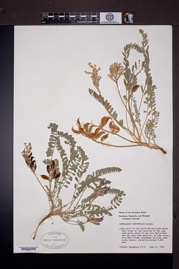 Astragalus iodopetalus image