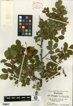 Rosa anatonensis image