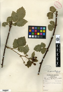Rubus imperiorum image