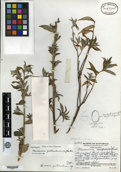 Lithospermum chiapense image