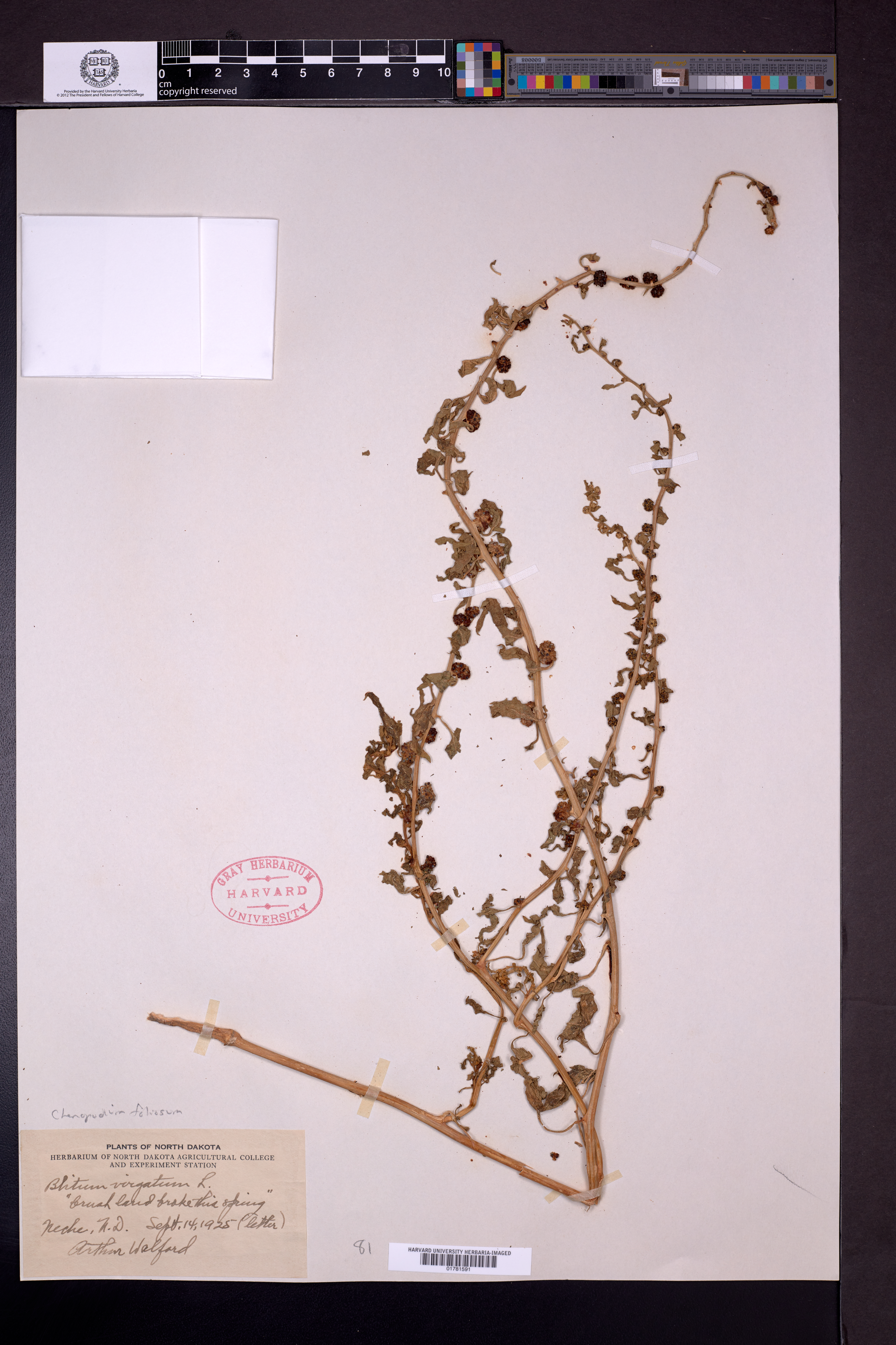 Chenopodium virgatum image