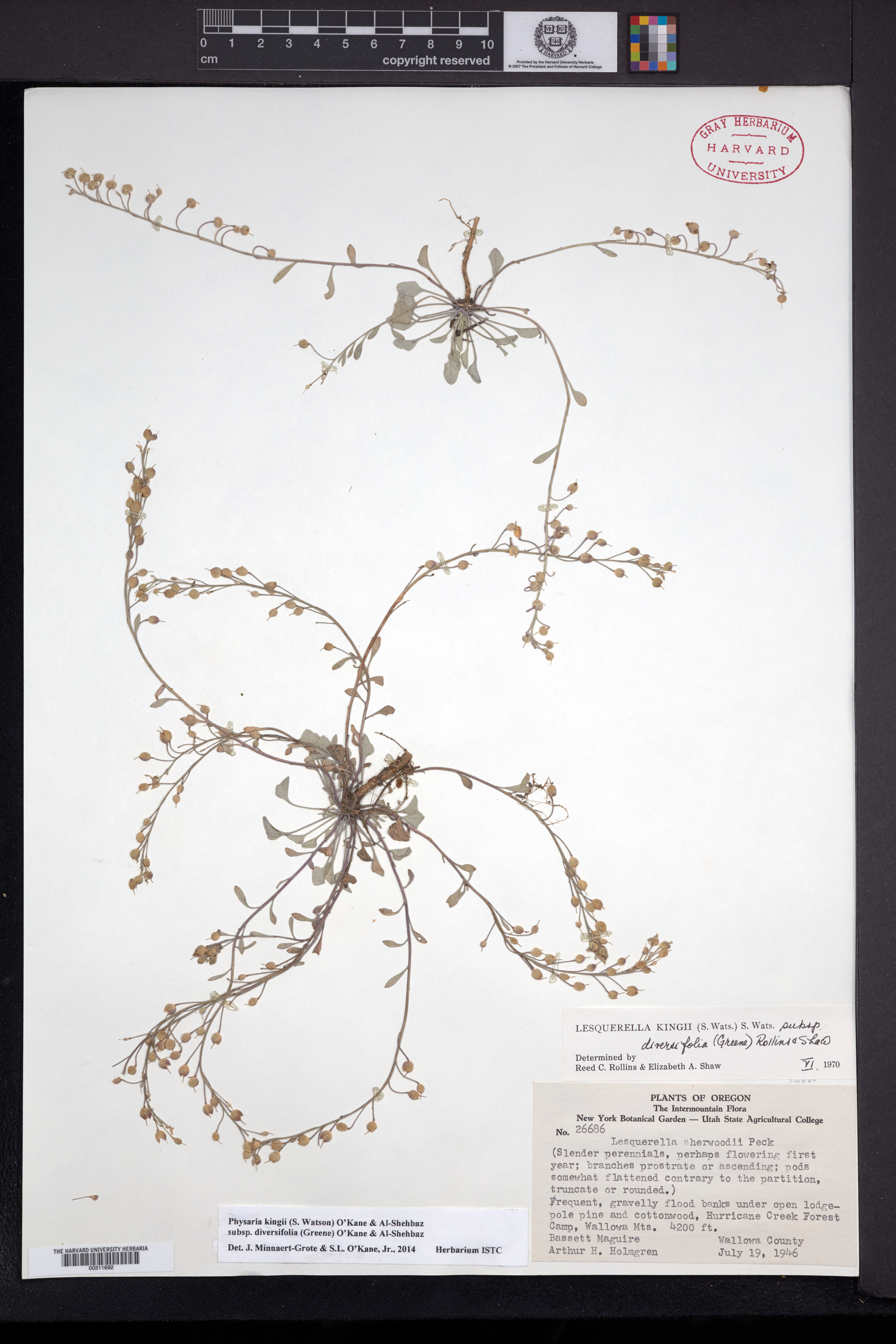 Physaria kingii subsp. diversifolia image