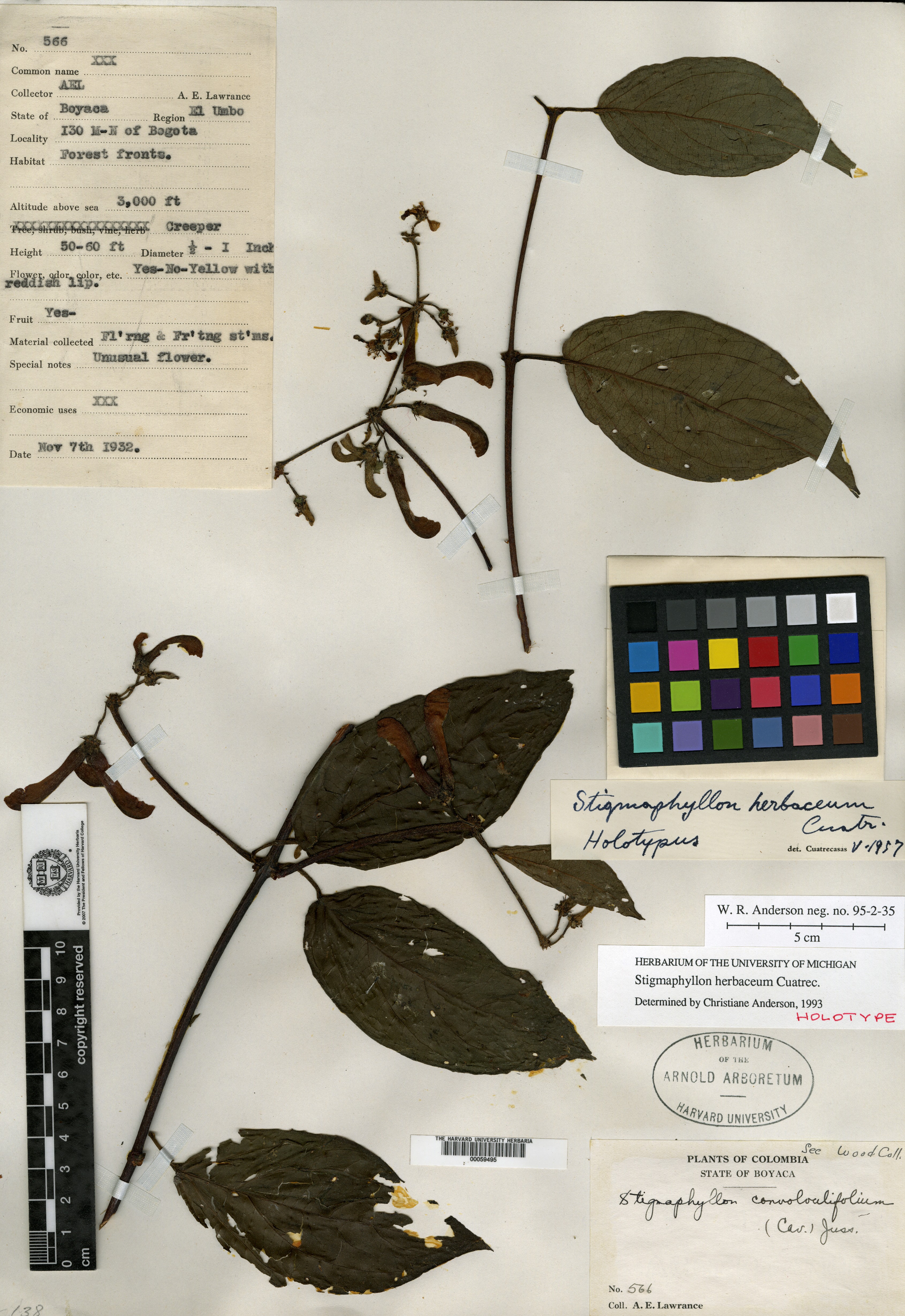Stigmaphyllon herbaceum image